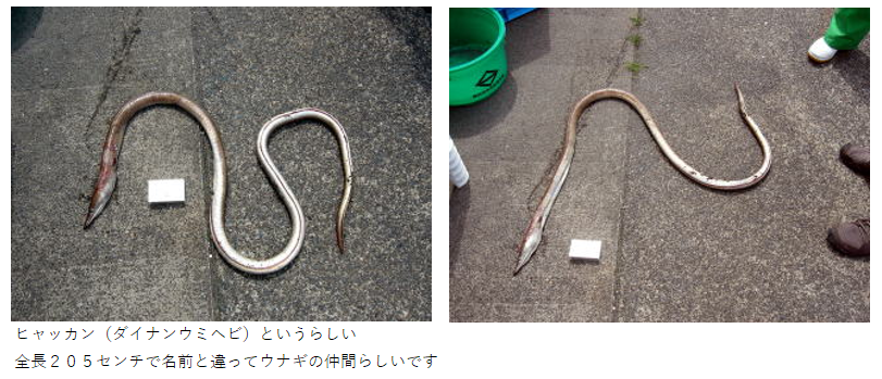 ダイナンウミヘビの画像